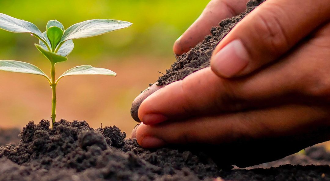 Article dans le magazine Capital « De la performance agricole à la sauvegarde de la planète »